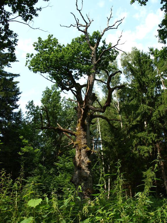 Kwiatowa Zagroda Białowieża 外观 照片