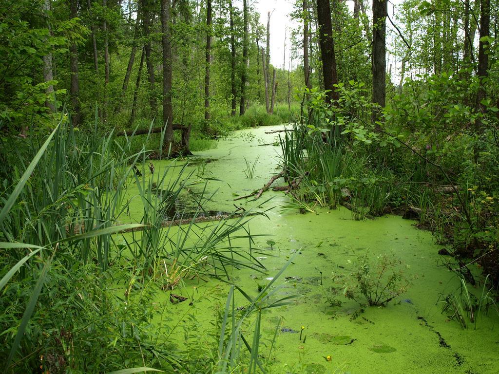 Kwiatowa Zagroda Białowieża 外观 照片